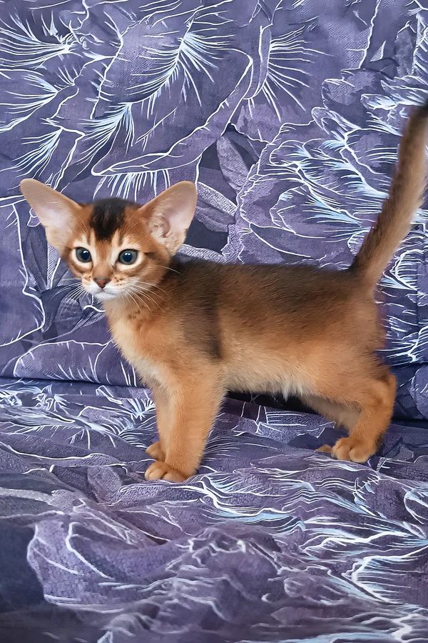 Gatito Abisinio