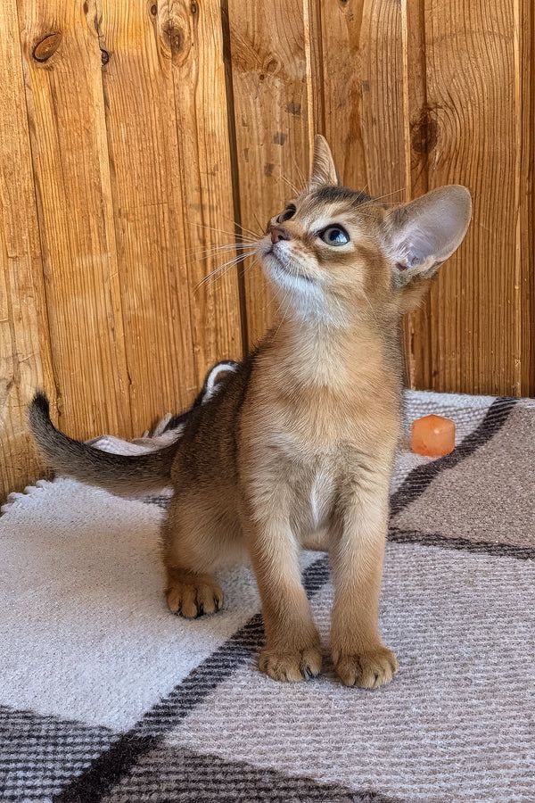 Eloise, gatito Abisinio