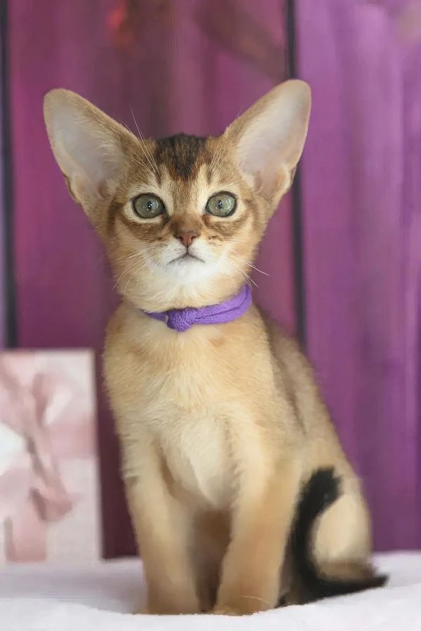 Xena, gatito Abisinio