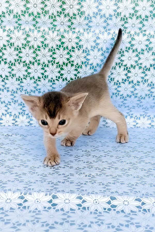 Raga, gatito Abisinio