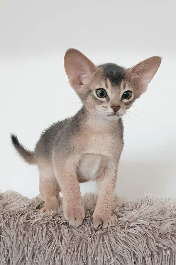 Ringo, gatito Abisinio