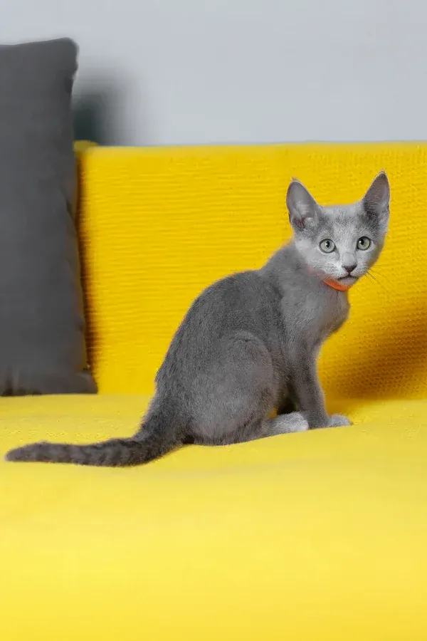 Azul Ruso