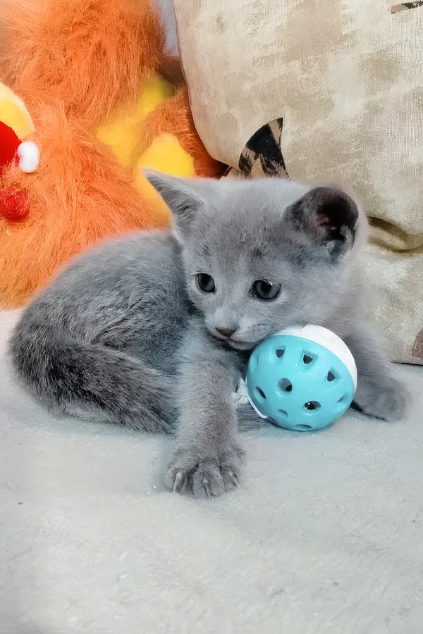Lotos, gatito Azul Ruso
