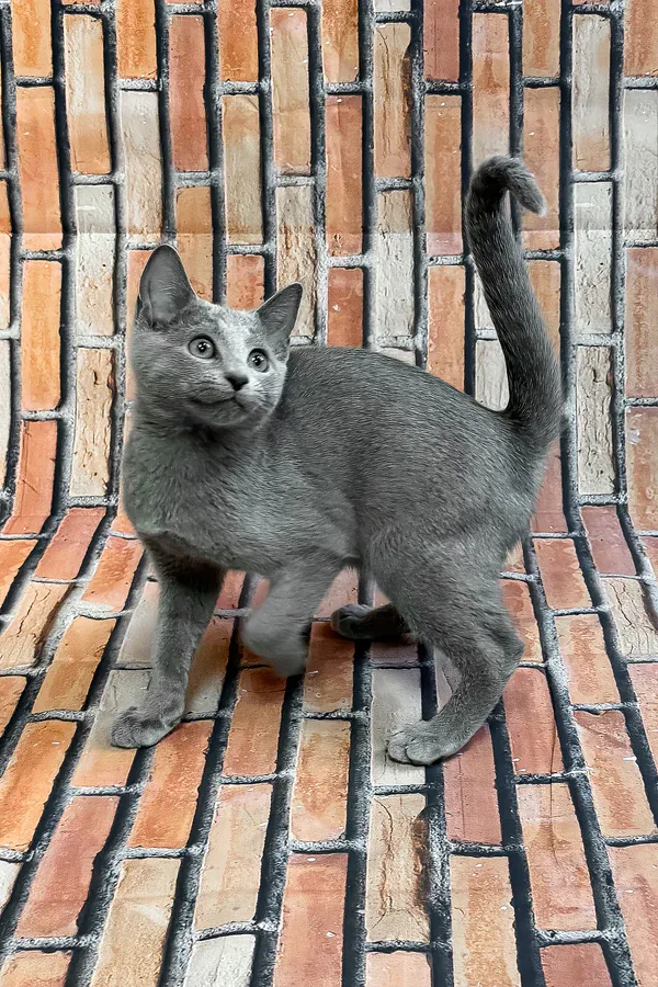 Nina, gatito Azul Ruso