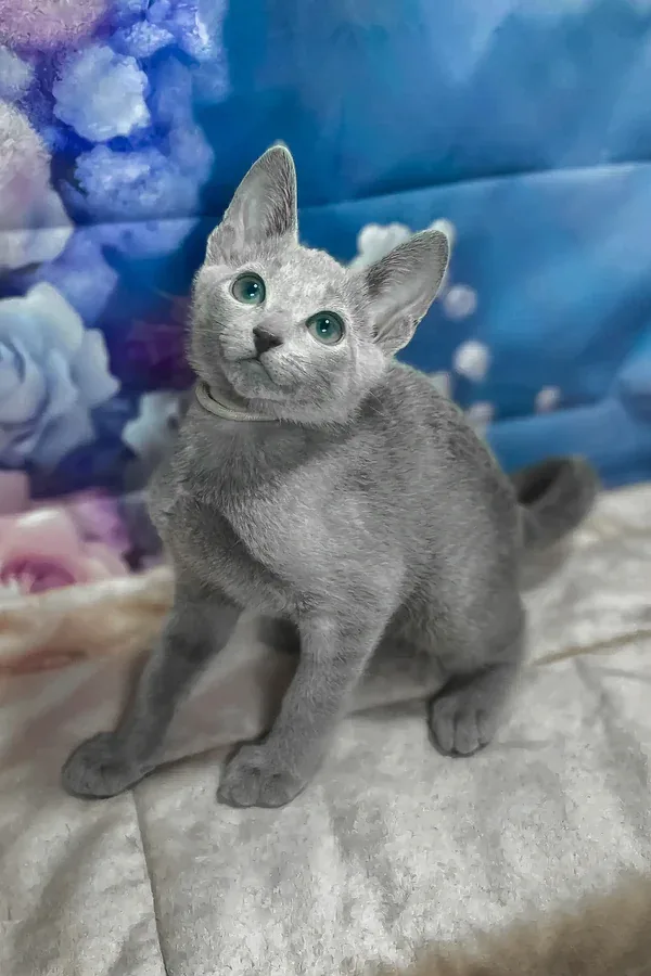 Archi, gatito Azul Ruso