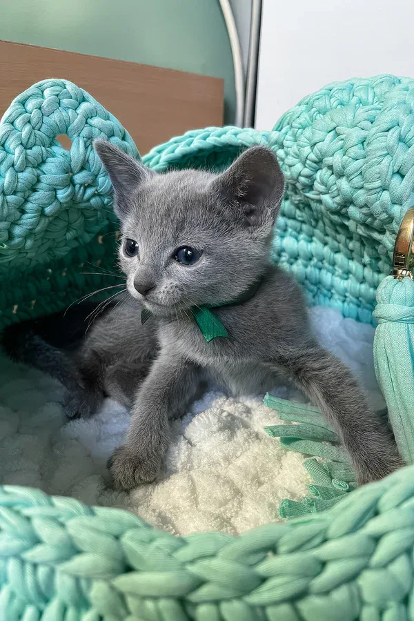 Mars, gatito Azul Ruso