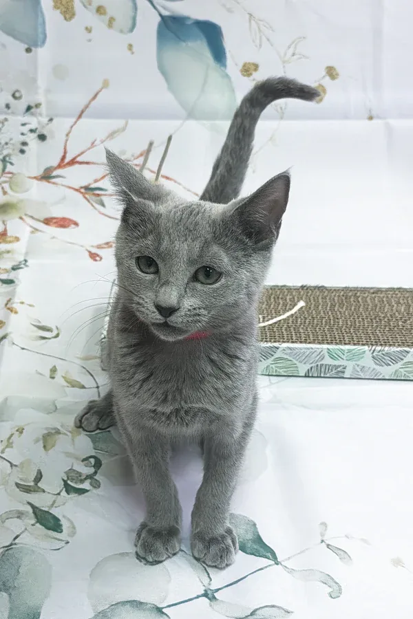 Max, gatito Azul Ruso