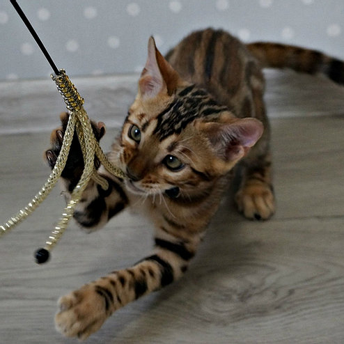 Gatito Bengala