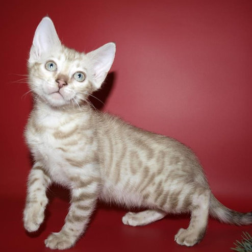 Gerda, gatito Bengala