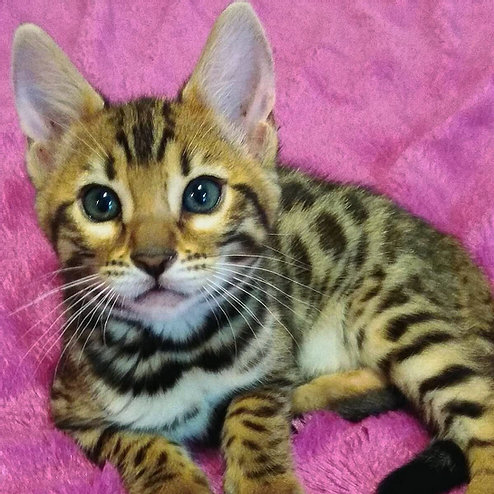 Milli, gatito Bengala