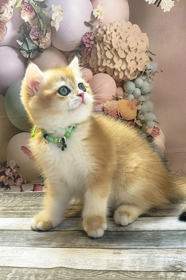 Rose, gatito Británico de Pelo Corto