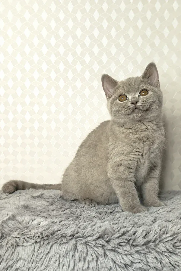 Larry, gatito Británico de Pelo Corto