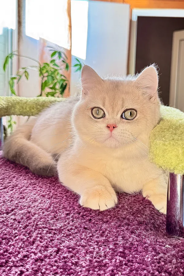 Max, gatito Británico de Pelo Corto