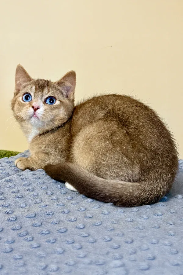 Para, gatito Británico de Pelo Corto