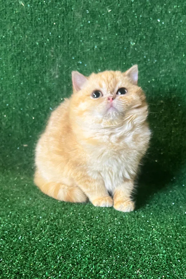 Rara, gatito Británico de Pelo Corto