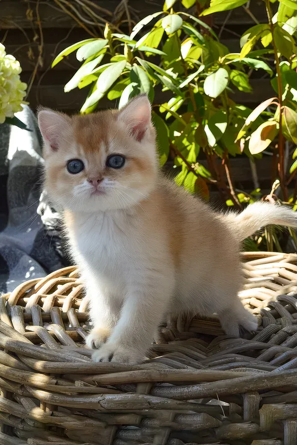 Santos, gatito Británico de Pelo Corto