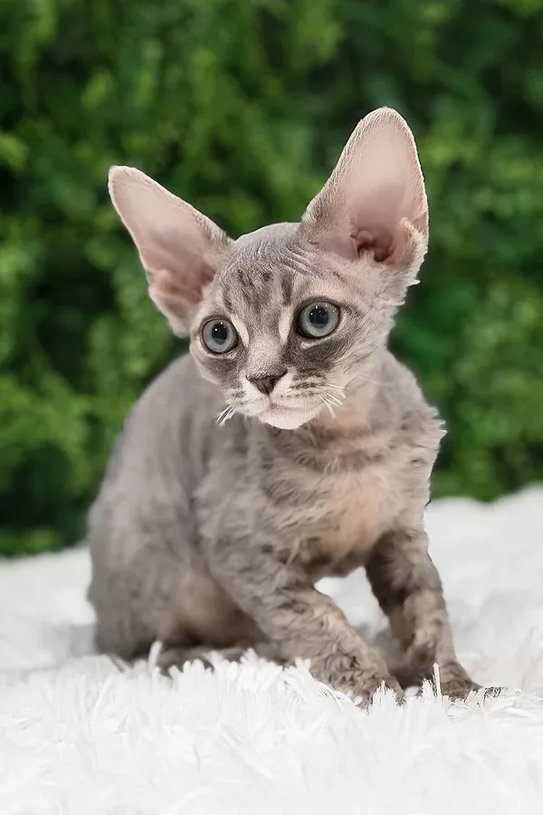 Devon Rex