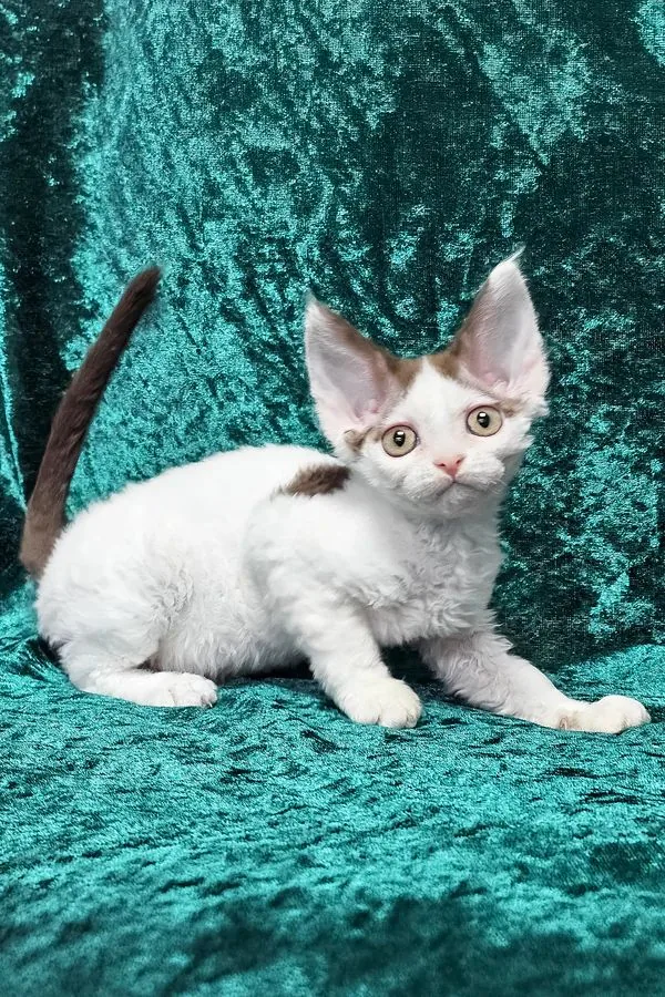 Grace, gatito Devon Rex