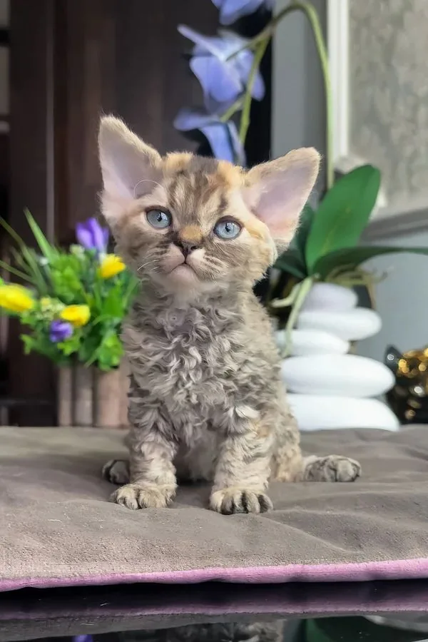 Tesha, gatito Devon Rex