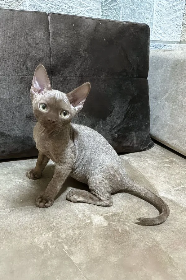 Gaza, gatito Devon Rex