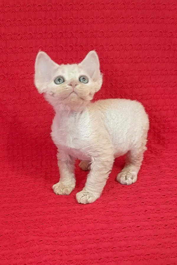 Maurice, gatito Devon Rex