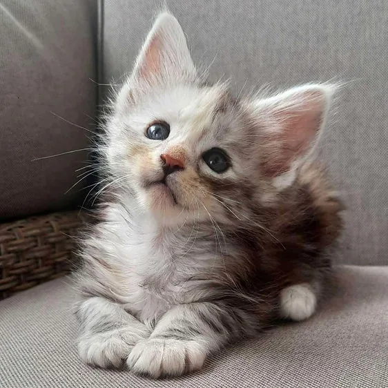 Maine Coon