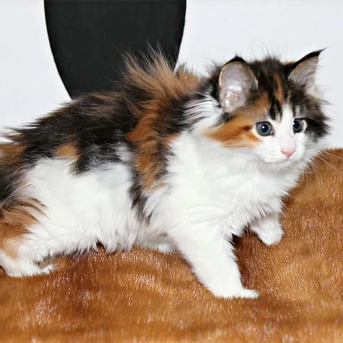 Diana, gatito Maine Coon