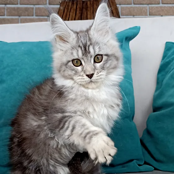 Estrella, gatito Maine Coon