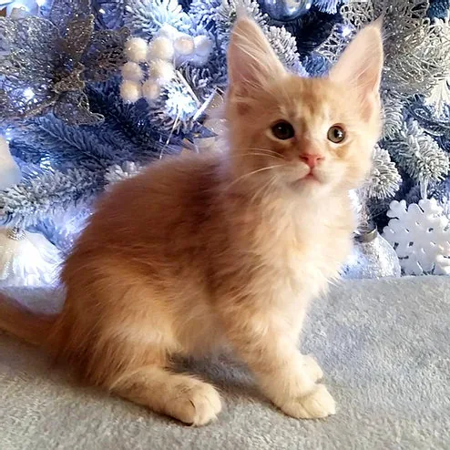Lisa, gatito Maine Coon