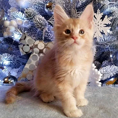 Lisa 2, gatito Maine Coon