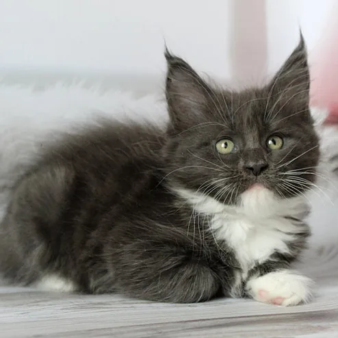 Mirra, gatito Maine Coon