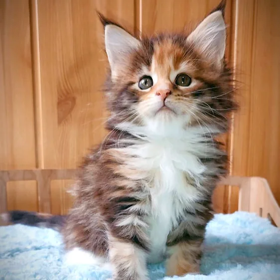 Zabava, gatito Maine Coon