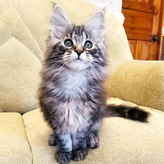 Akello, gatito Maine Coon