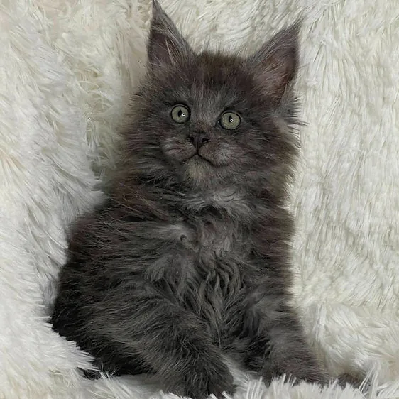 Amry, gatito Maine Coon