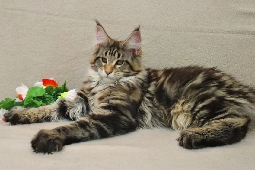 Kelvin, gatito Maine Coon