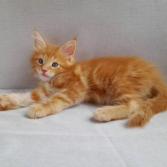 Xador, gatito Maine Coon