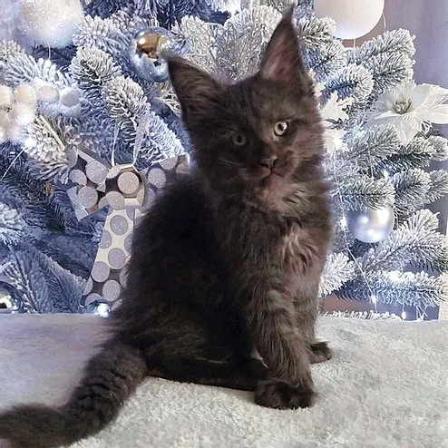 Xantos, gatito Maine Coon