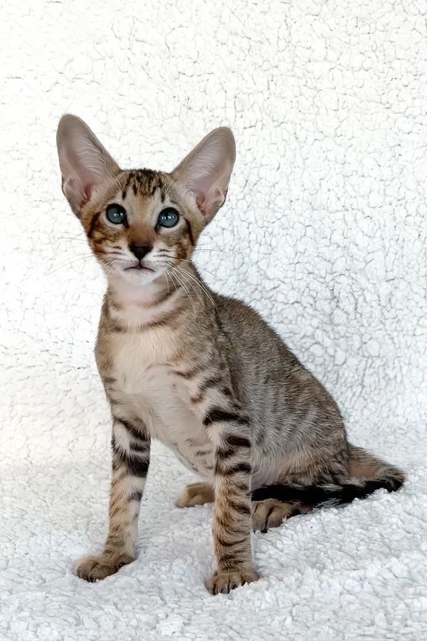 Gatito Oriental