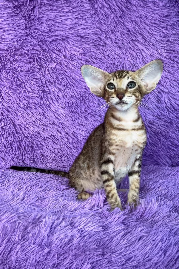 Henry, gatito Oriental