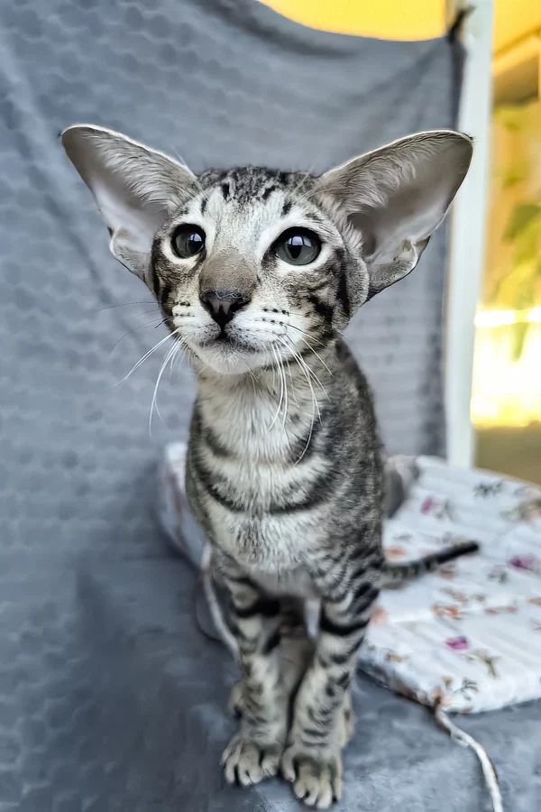 Jo, gatito Oriental