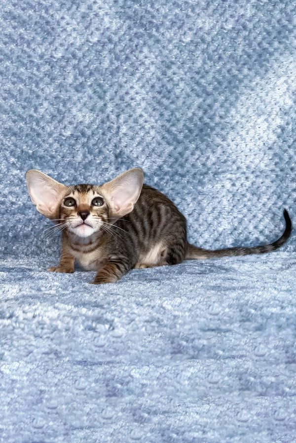 Rex, gatito Oriental