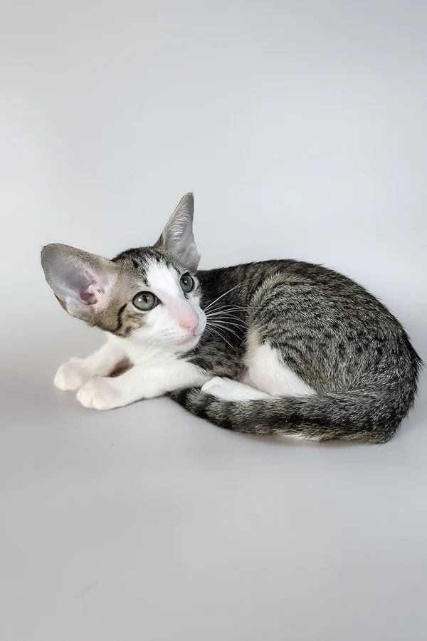 Ulya, gatito Oriental