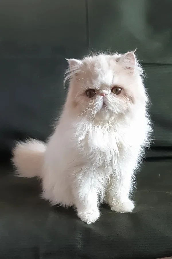 Yansey, gatito Persa