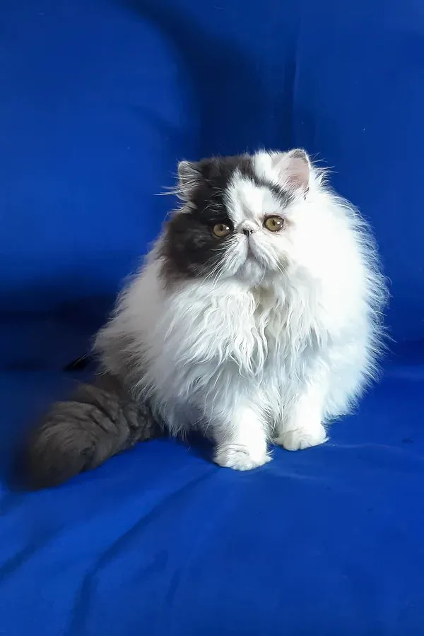 Yuri, gatito Persa