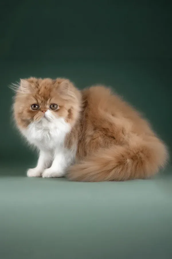 Zinia, gatito Persa