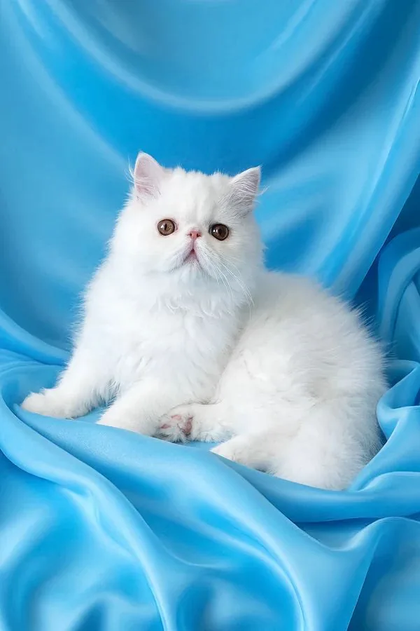 Kuni, gatito Persa