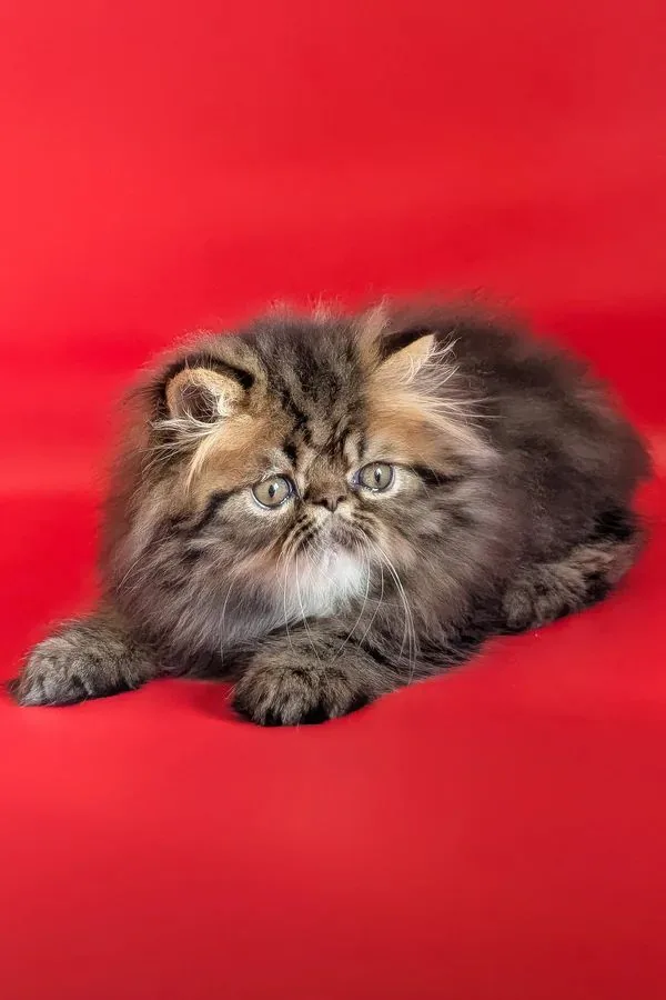 Loki, gatito Persa