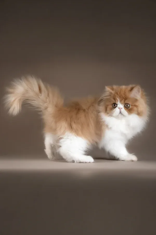 Tabita, gatito Persa