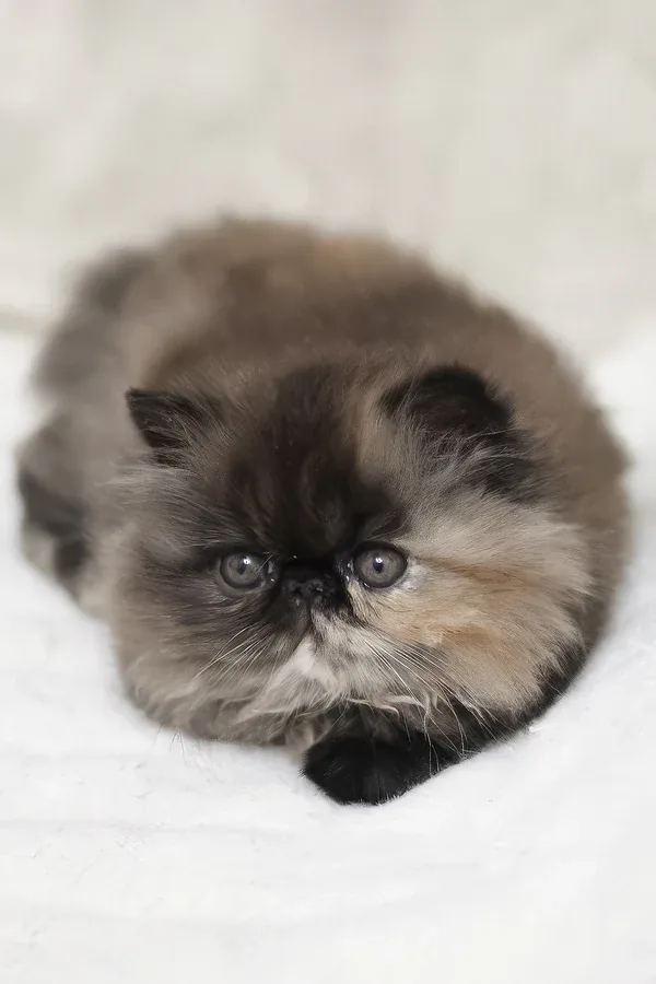 Umka, gatito Persa