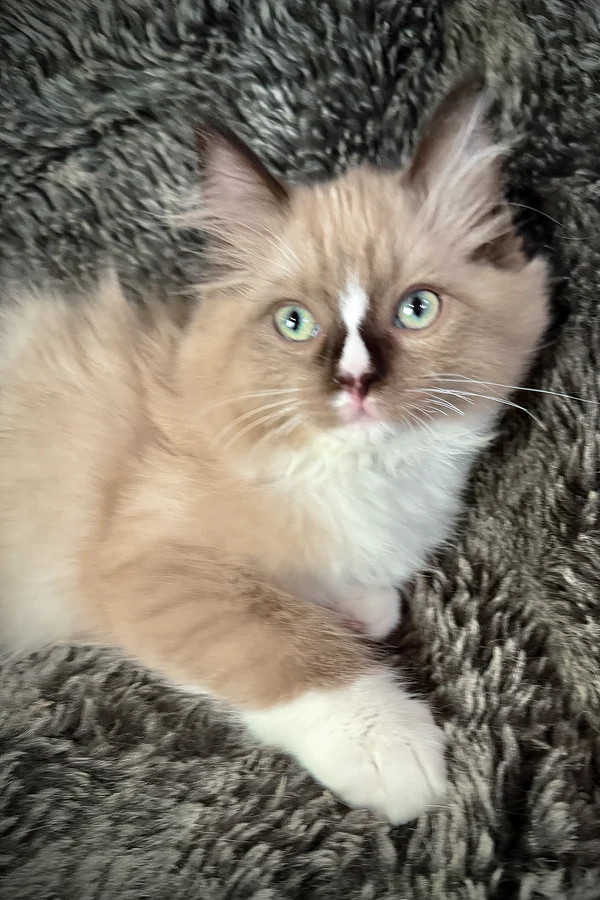 Gatito Ragdoll